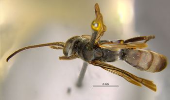 Media type: image;   Entomology 13682 Aspect: habitus dorsal view